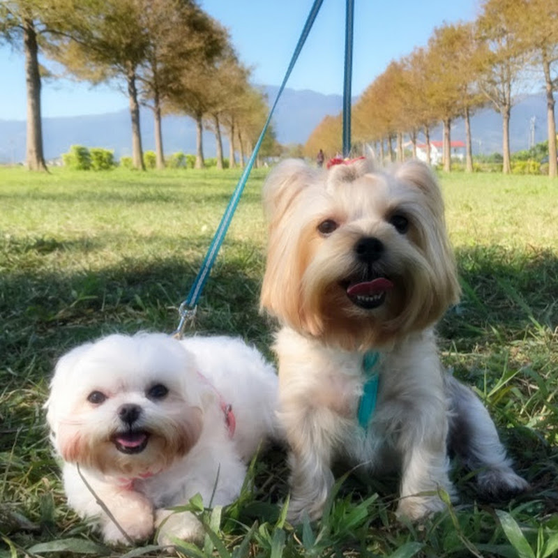 狗狗物語。瑪爾濟斯小可愛❤約克夏旺旺 - 網紅的藏寶箱 