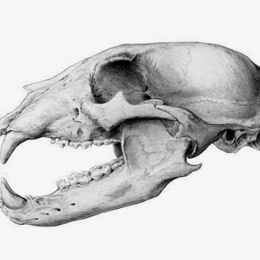 Если у животного имеется череп. Череп сбоку звериный череп. Череп ГАЛЛИМИМА. Волчий череп сбоку.