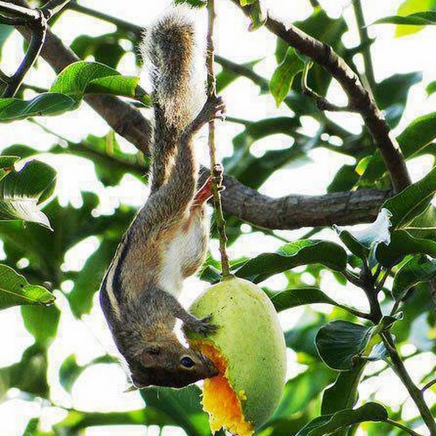Манго животное. Лемур кушает. Животные манго. Животные манго. Животные манго.