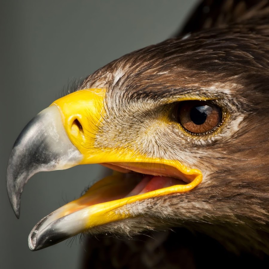 Птица похожая на ястреба. Хищним. Звуки хищных птиц. Белоголовый орел-стервятник. Хищная птица с белым хвостом.