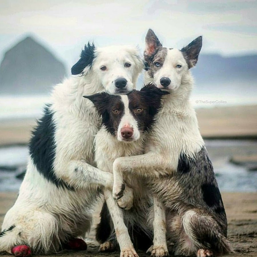 Трое и собака. Три собаки. 3 собаки. Собак было три. Три щенка.