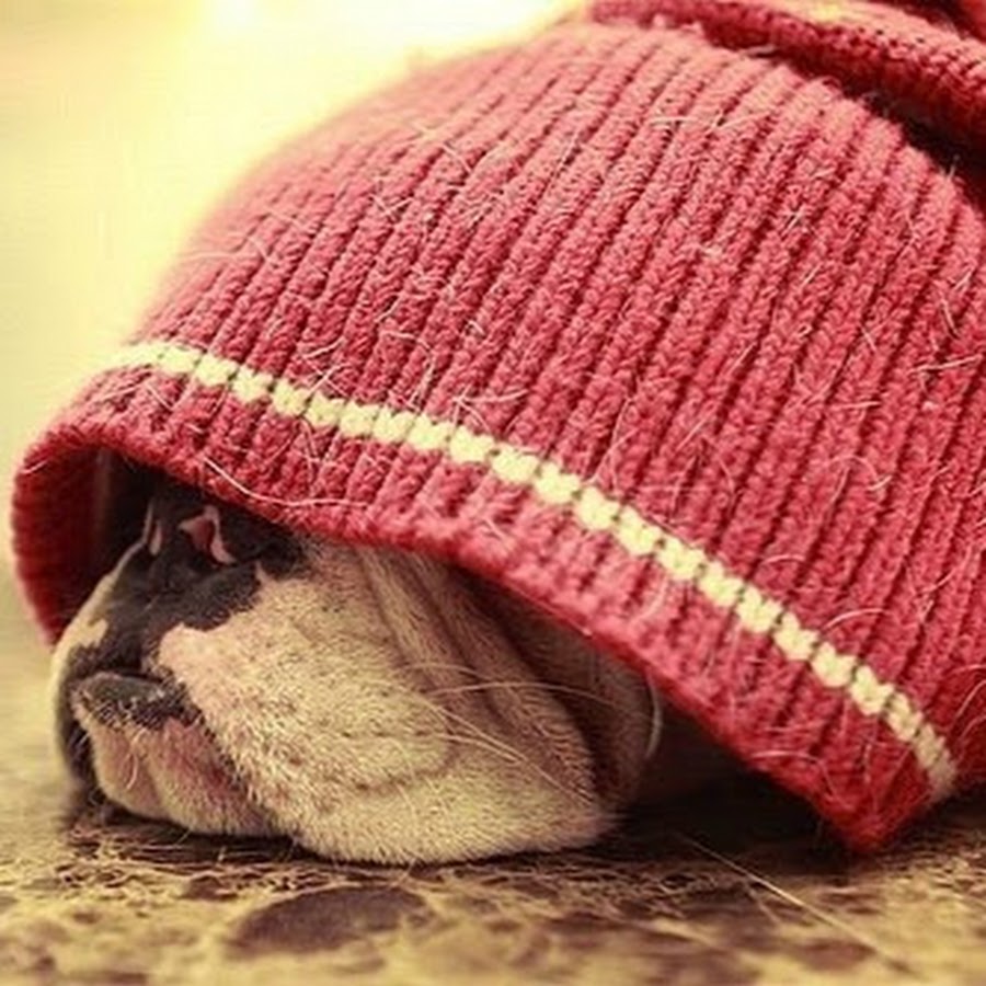 вязаные шапки горшок. шапки под комбинезон. шапка с отворотом спицами. Inst шапочки. фото лежащей шапки.