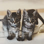 双子の子猫わびとさび Japanese twin Kitties