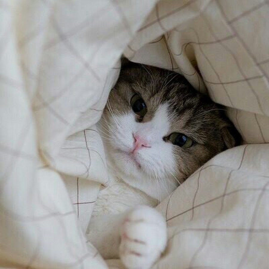 Доброе утро кисуля картинки