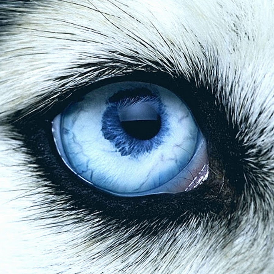 Как выглядит волчий глаз Wolfsaugen... Wolfsaugen, Wolf gesicht, Wolf