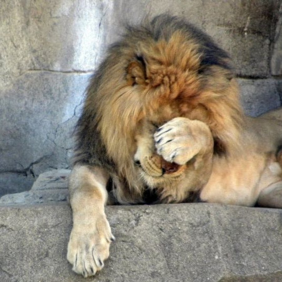 сонный львенок. лапы льва. лапа львицы. лев закрывает лапой морду. лев закрыл глаза.