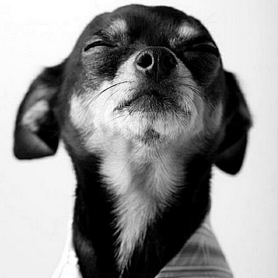 Breathfound on Twitter Animal memes, Funny animal memes, Dog memes