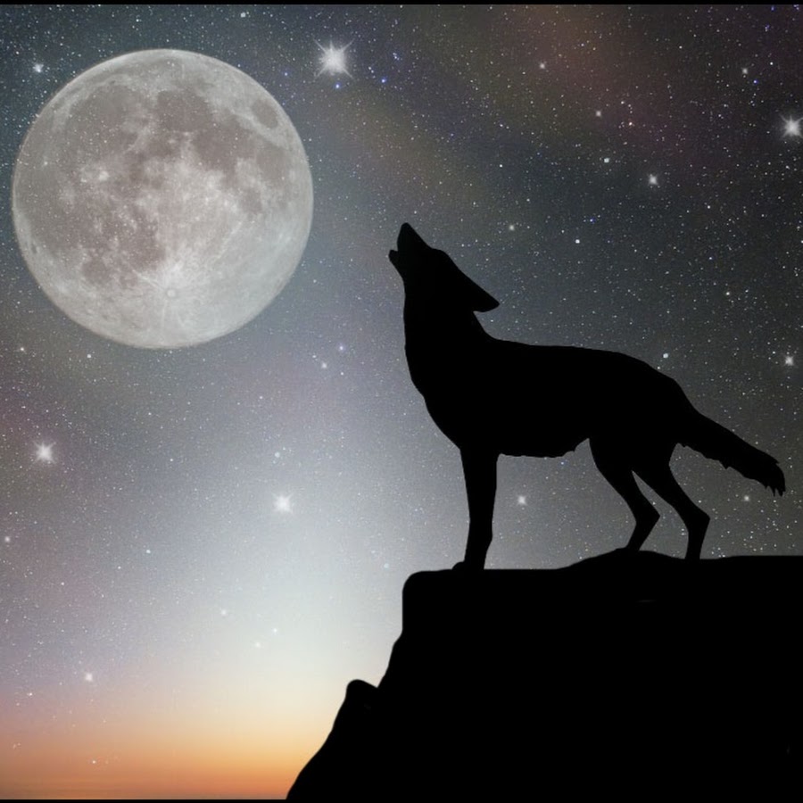 Волки воют на луну песни