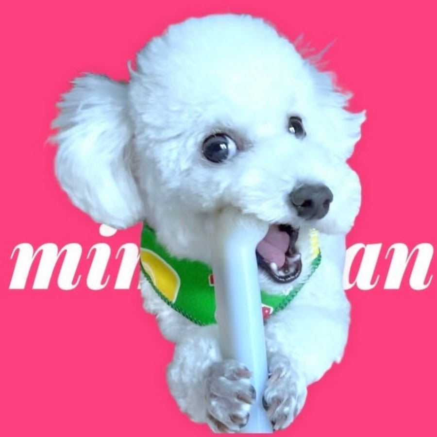 トイプードルみみと暮らす Youtube