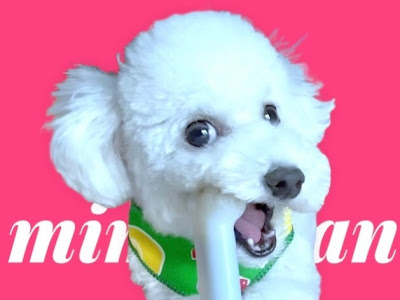 上 トイ プードル 耳 267928-耳 短め トイ プードル 耳 カット