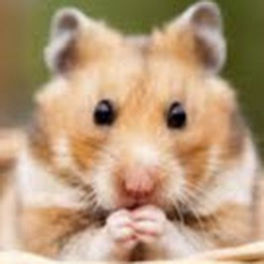 Хамяк 26. 07. Хомяк фото. 07. 07.