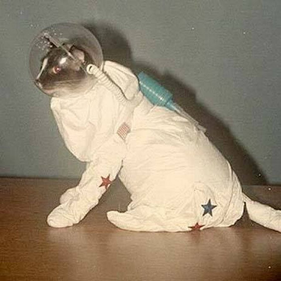 18 Октября 1963 года Франция кошка Фелисетт