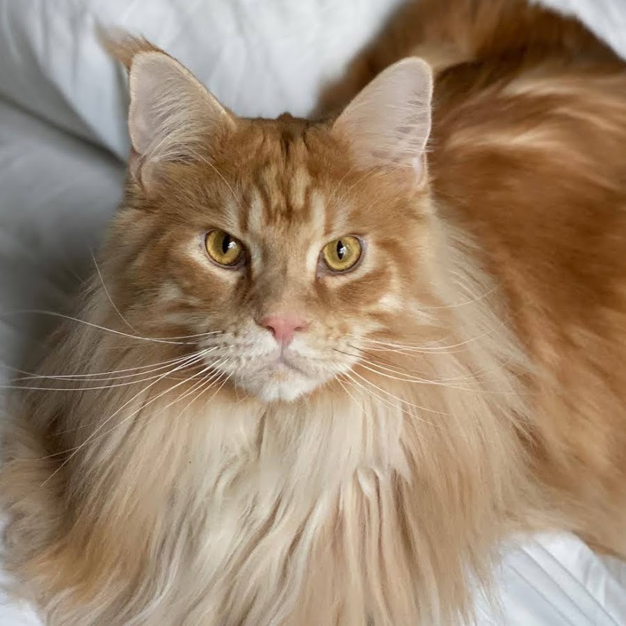 メインクーンのオリバーとレム Youtube