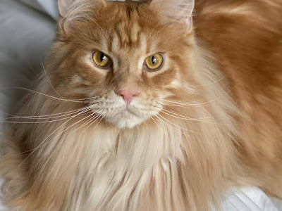 200以上 かわいい 大きい メイン クーン 122298