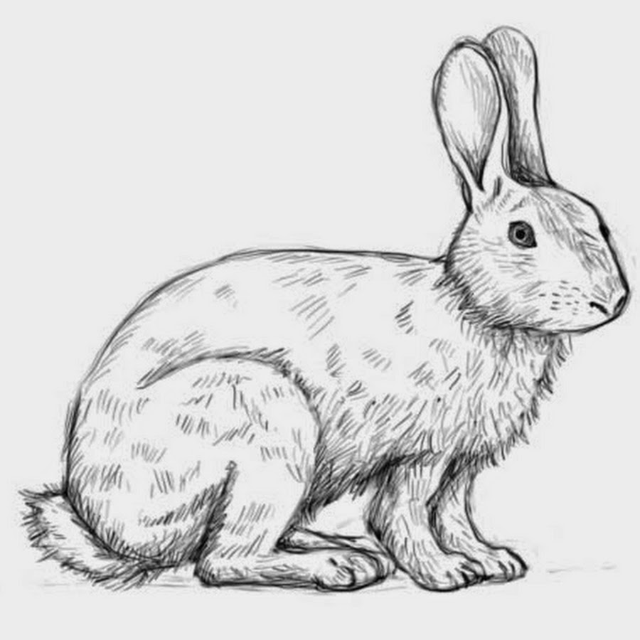 Заяц картинки нарисованные. Заяц Беляк рисунок. Заяц Беляк для срисовки. Заяц Беляк рисунок легкий. Рисунок зайца карандашом для срисовки.