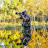 Photo Bob Avatar