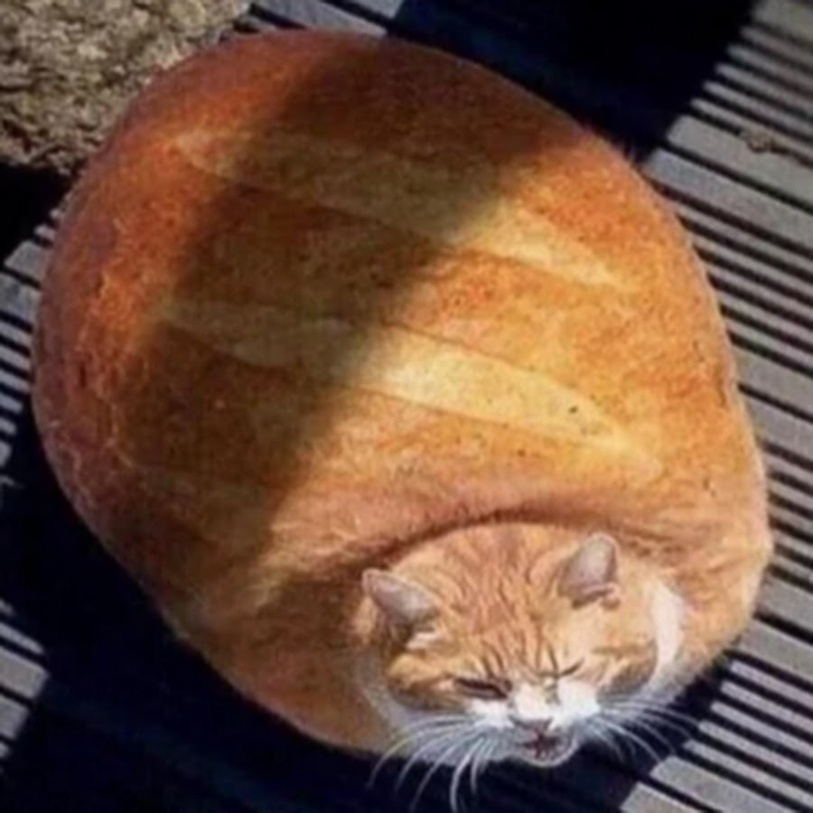 Кот в хлебе картинки