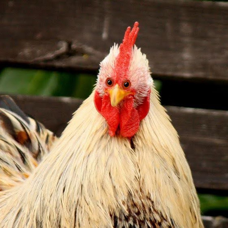 Курица в очках фото Курица в очках фото