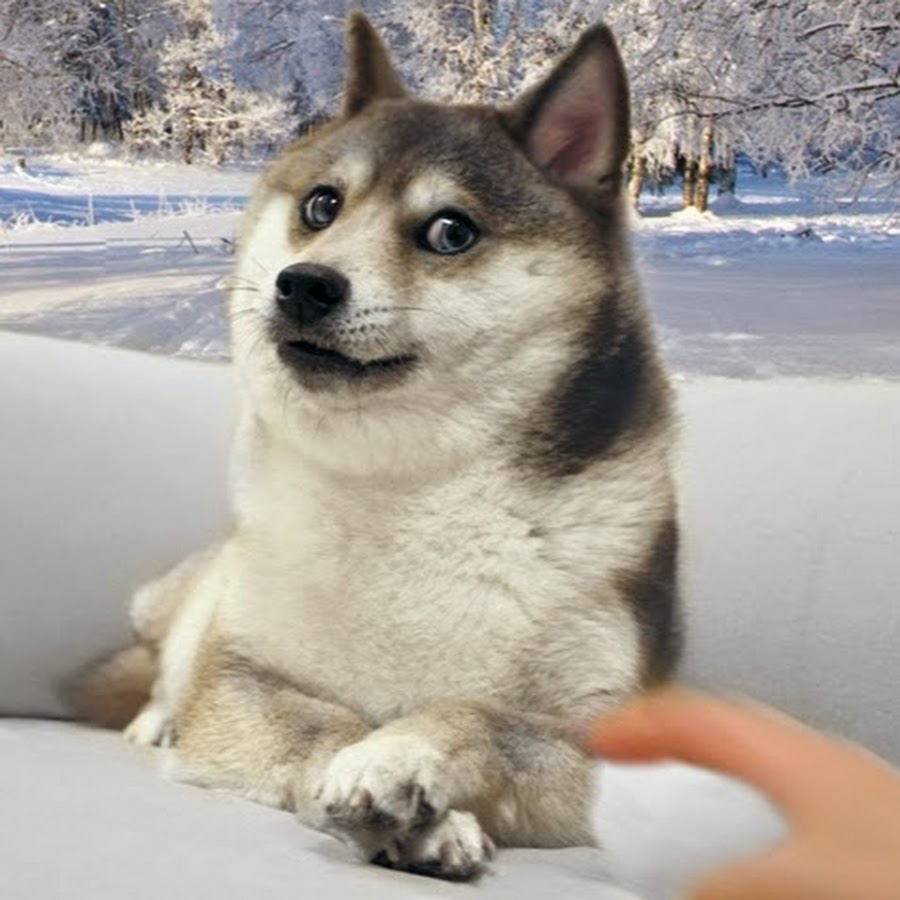 Хаски собака хаски. Сибирский хаски. Хаски собака хаски. Объявление про собаку. Смешные объявления о продаже собак.