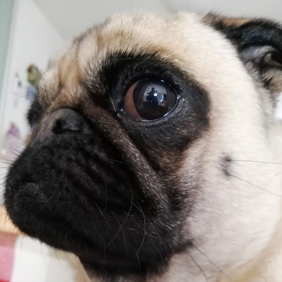 パグ犬よもぎ Pug Dog Youtube