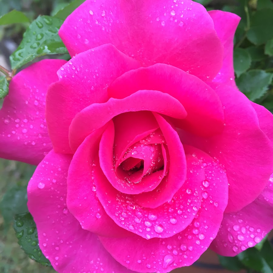 マスター女神の楽々バラ園芸チャンネル Youtube