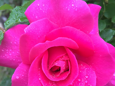 [10000印刷√] 薔薇 の 女神 945247-薔薇の女神ヒーリングサロン