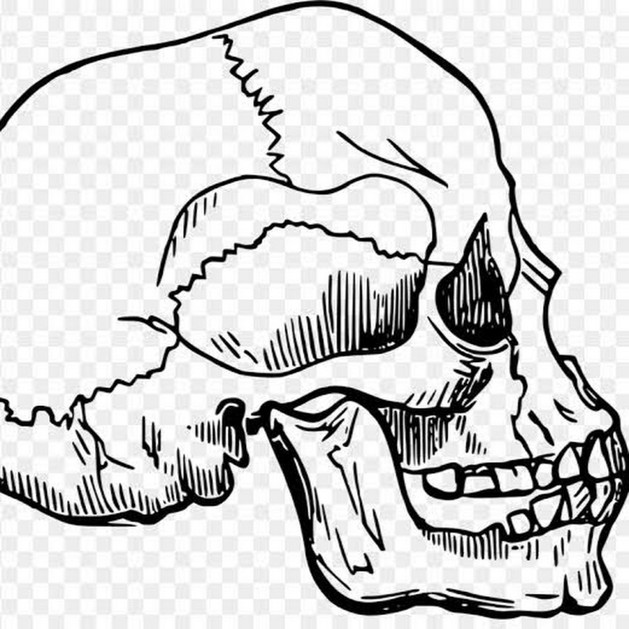 Человеческий череп контур