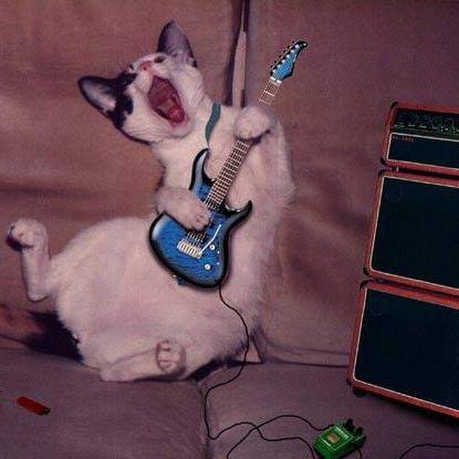 Кот с гитарой Мем