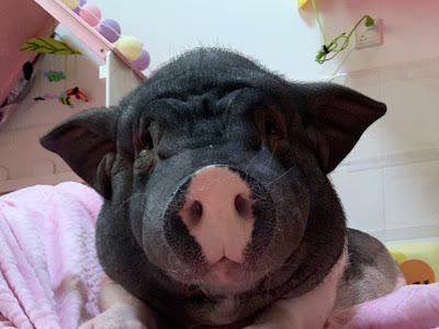 選択した画像 猪 才 140111-猪才怪