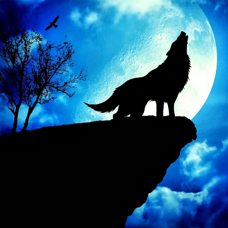 Волк воющий на луну рисунок