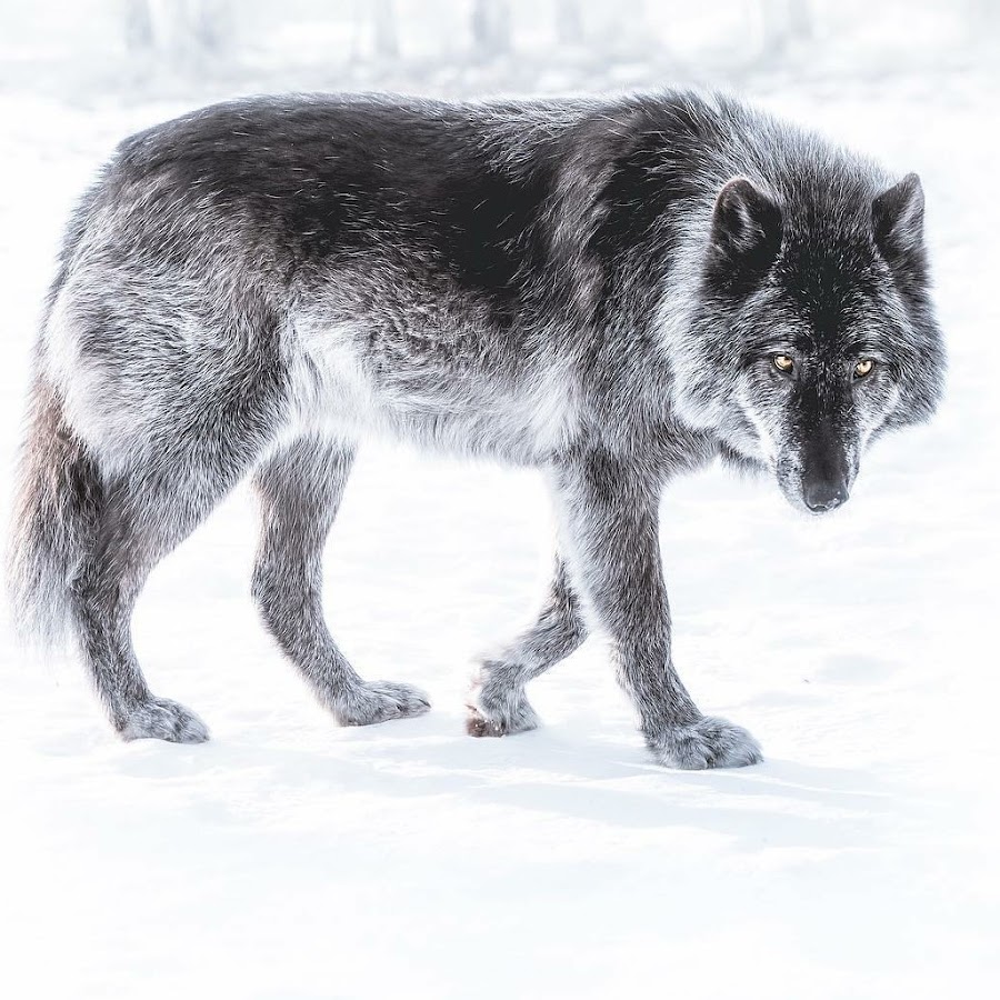 Вольф 11. Два волка. Черный волк морда. Вольф 11. Заповедники россии волк.