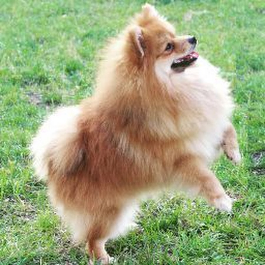 щенок померанского шпица 6 месяцев. померанский шпиц 6. щенок шпица 7 месяцев. шпиц ричи. померанский шпиц 8 месяцев.