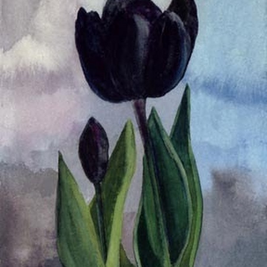 В черном тюльпане в стакане. 1964 Tulip Black. Тюльпаны черные ОРТ. Черный тюльпан. Темные тюльпаны.