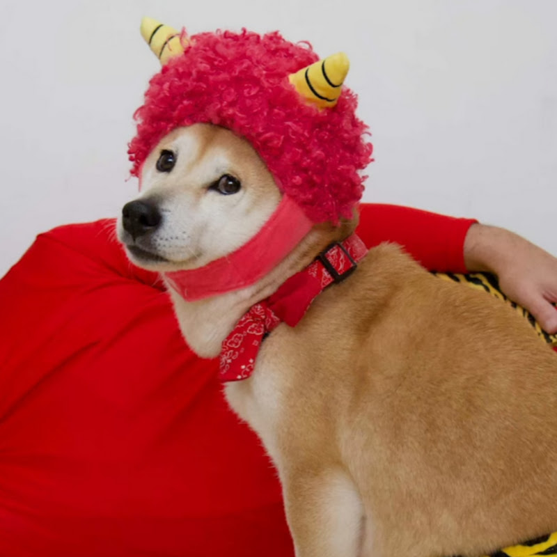 柴犬小春のB面 - 網紅的藏寶箱 