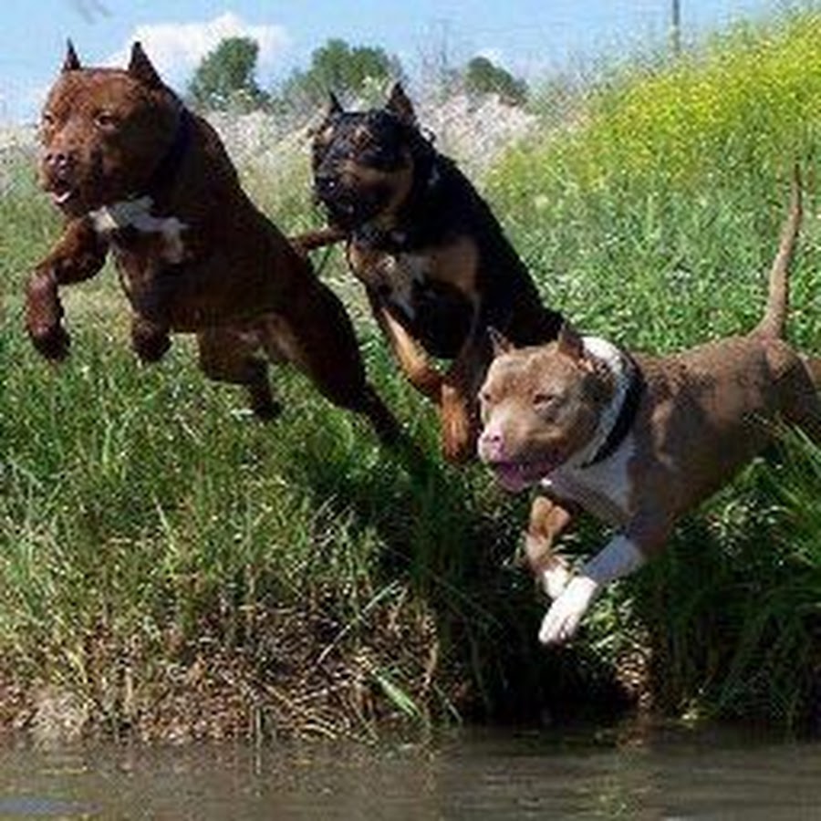 Американский питбуль бежевый. Сбежавшая от питбуля. Сбежавшая от питбуля. Стафф и питбуль отличия фото. Доберман и амстафф.