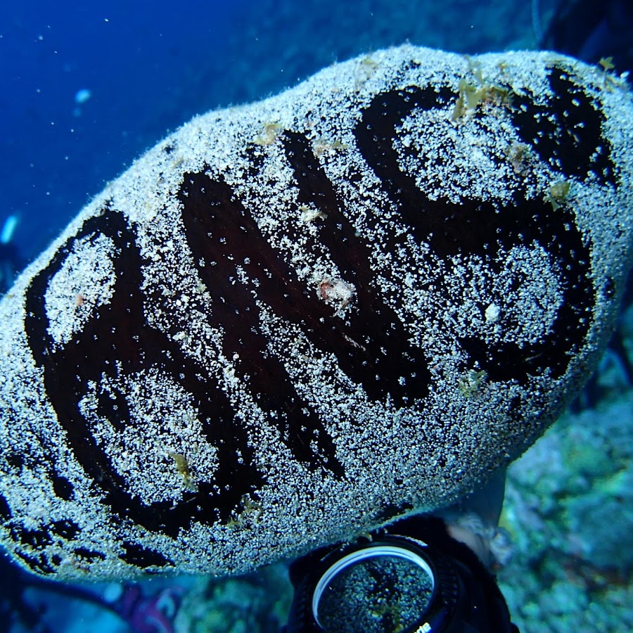 ブランニューシーダイビングショップ Youtube