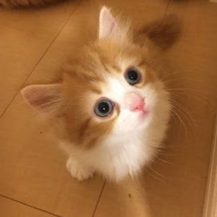 もろくずたけひと Youtube