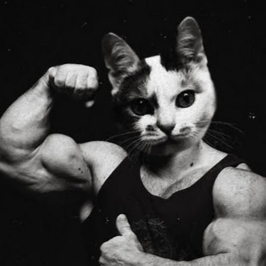 Кот качок
