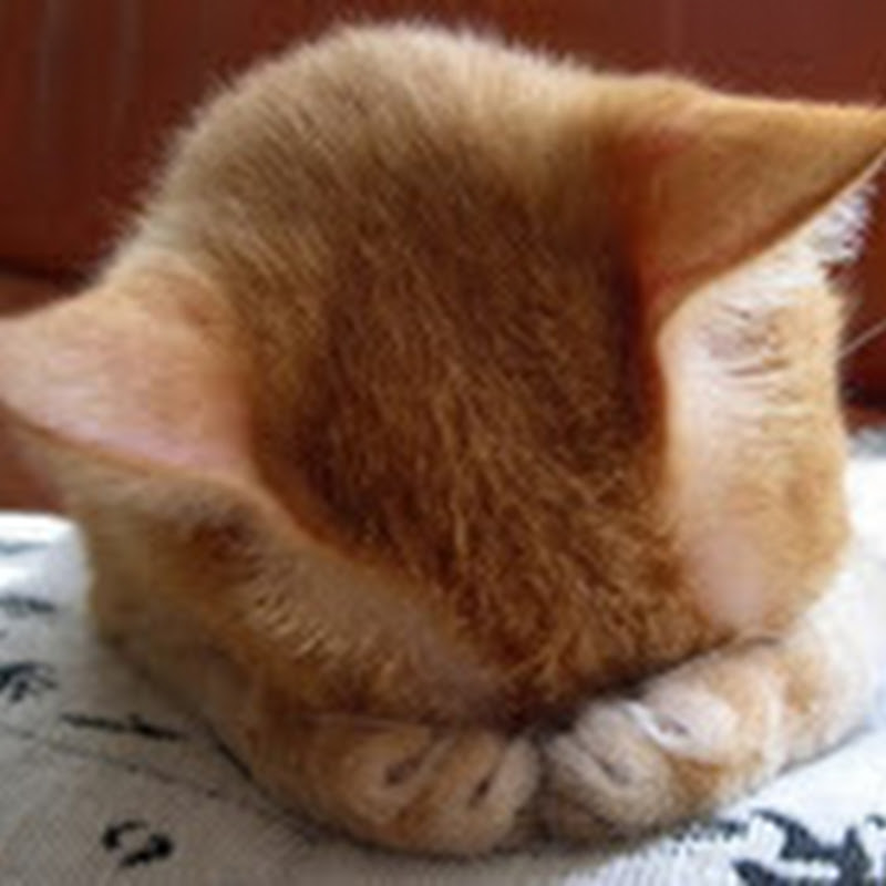 SummerNight 夏夜 - 網紅的藏寶箱 