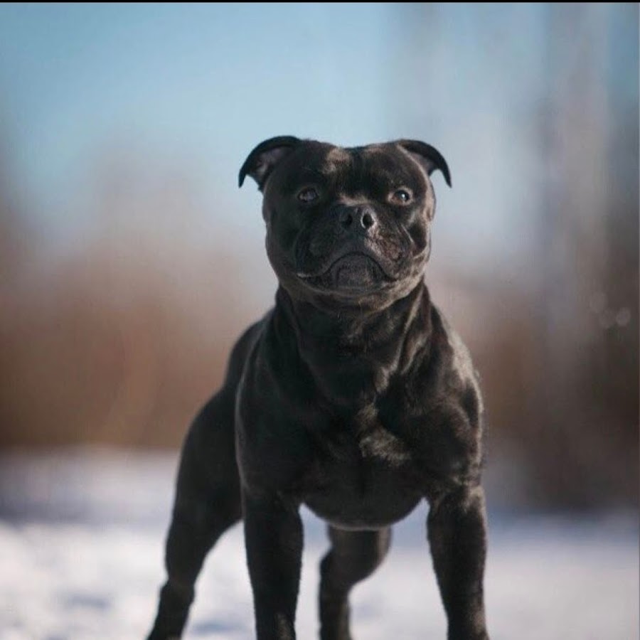 Такси чита петровск-забайкальский маршрутное. Такси мангут чита. Такси улеты чита. Дешевое такси чита. Такси чита чернышевск номера.