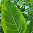 Tree's 2o2