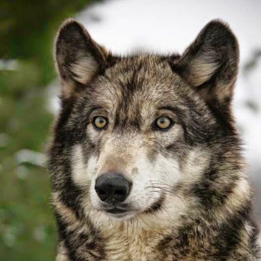 Волк с зелеными глазами фото Волк с зелеными глазами фото