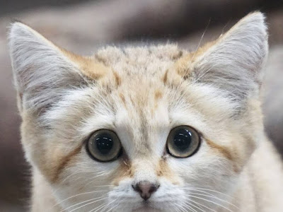 [最も共有された！ √] 那須 どうぶつ 王国 周辺 293465