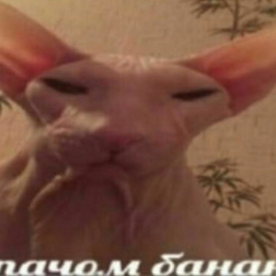 Котоматрица: Лысый кот Такой только у меня