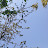muhan 2