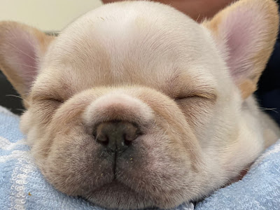 [無料ダウンロード！ √] フレンチブルドッグ 壁紙 iphone 141439-フレンチブルドッグ 壁紙 iphone