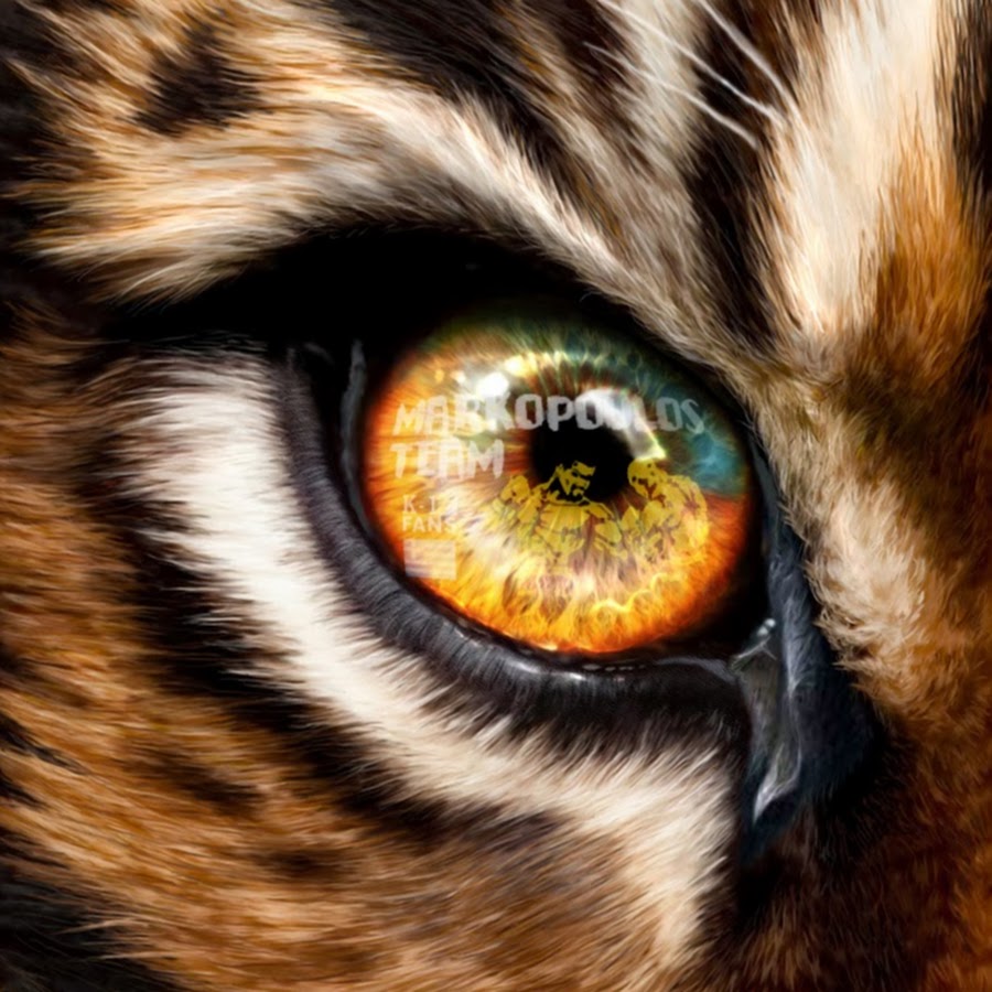 Глаз тигра видео. Глаз тигра. Тигр глаза. Глаза тигрицы. Тигровый глаз.