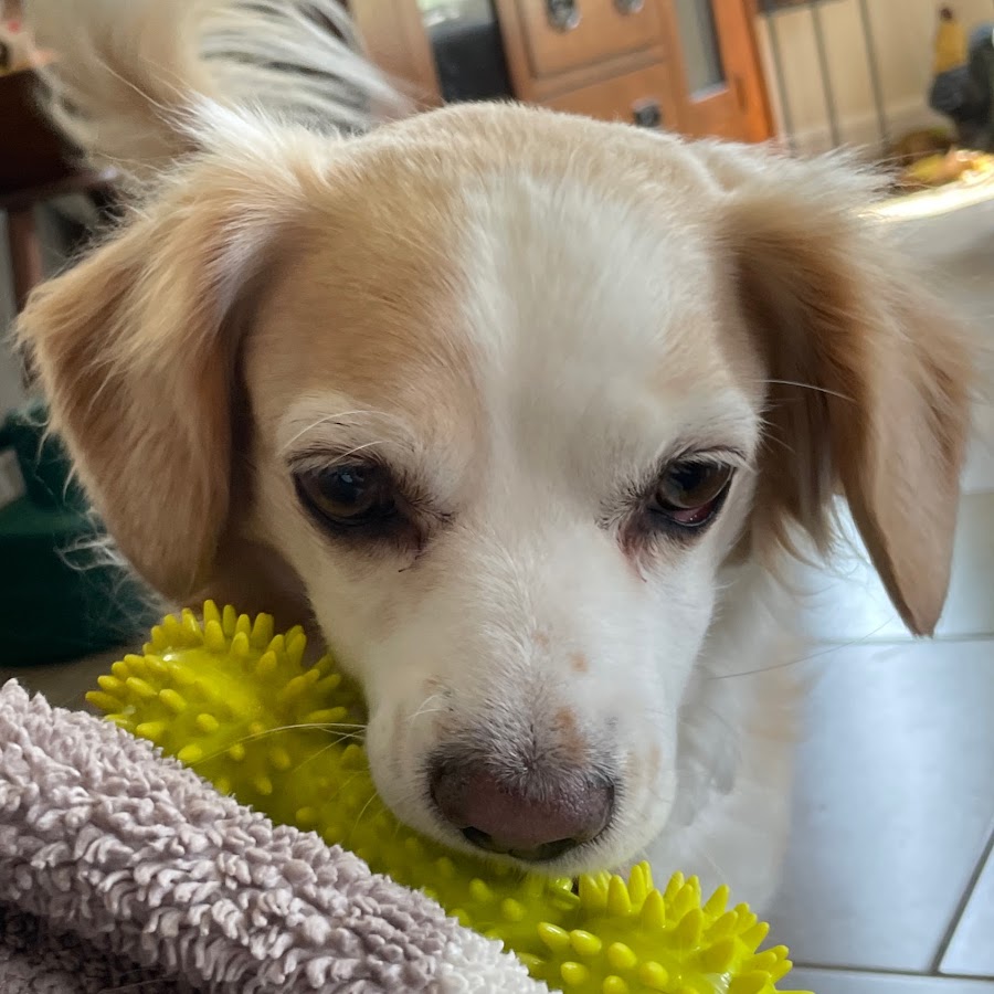 порода собак фоксхаунд. английская гончая фоксхаунд. харьер фоксхаунд. порода фоксхаунд. харьер заячья гончая.