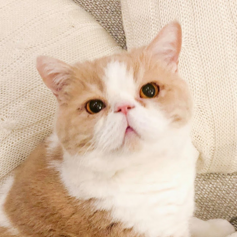 波奇好好吃 - 網紅的藏寶箱 