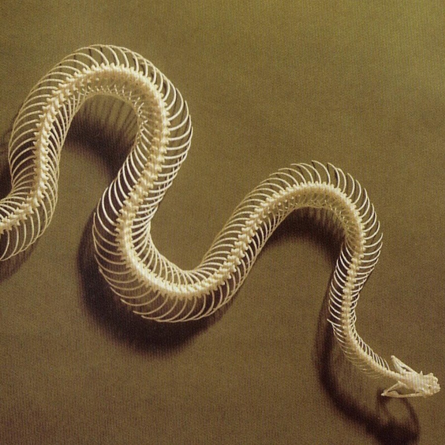 Строение змеи в картинках